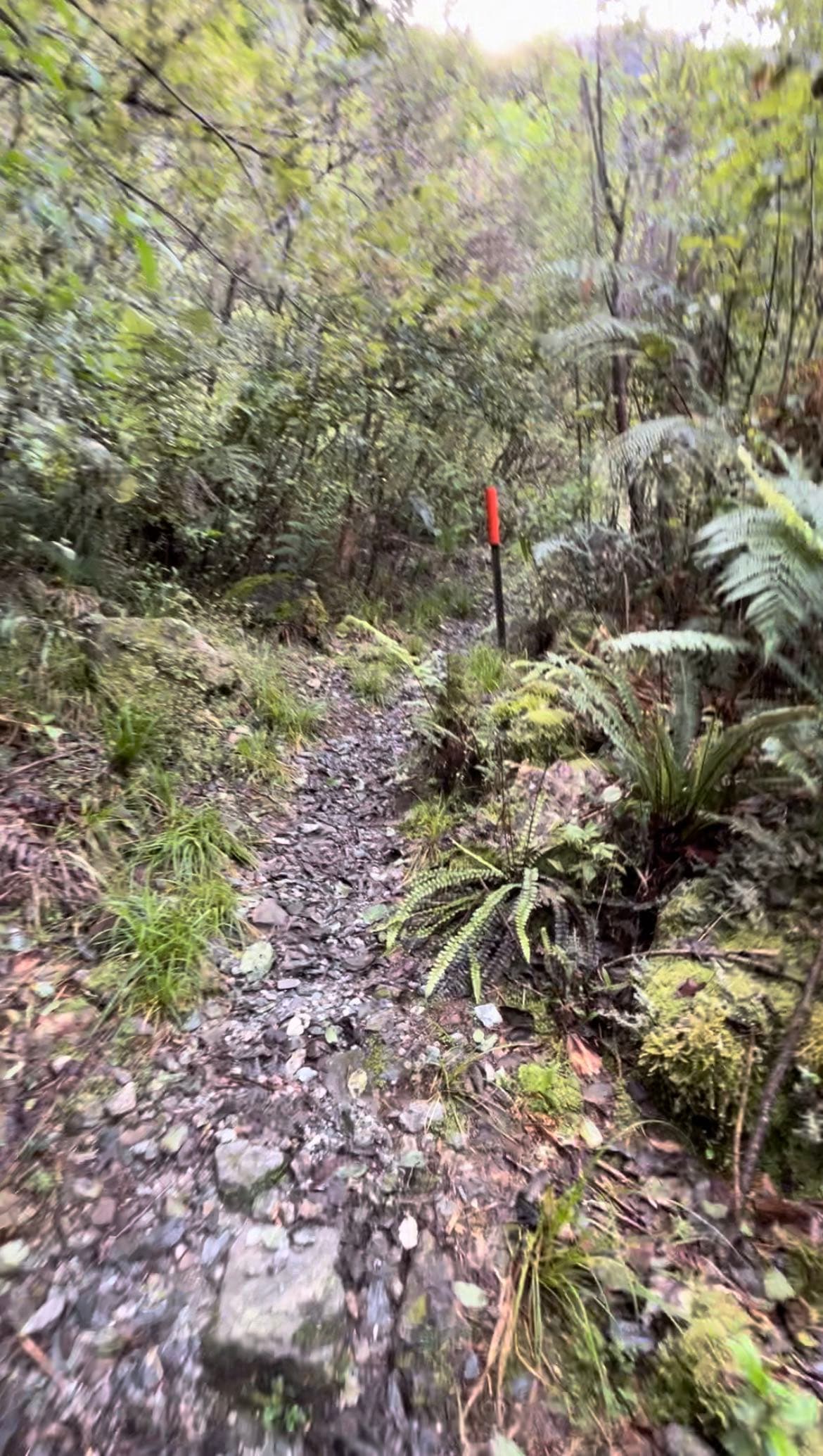 Forest trail with fluorescent marker poles