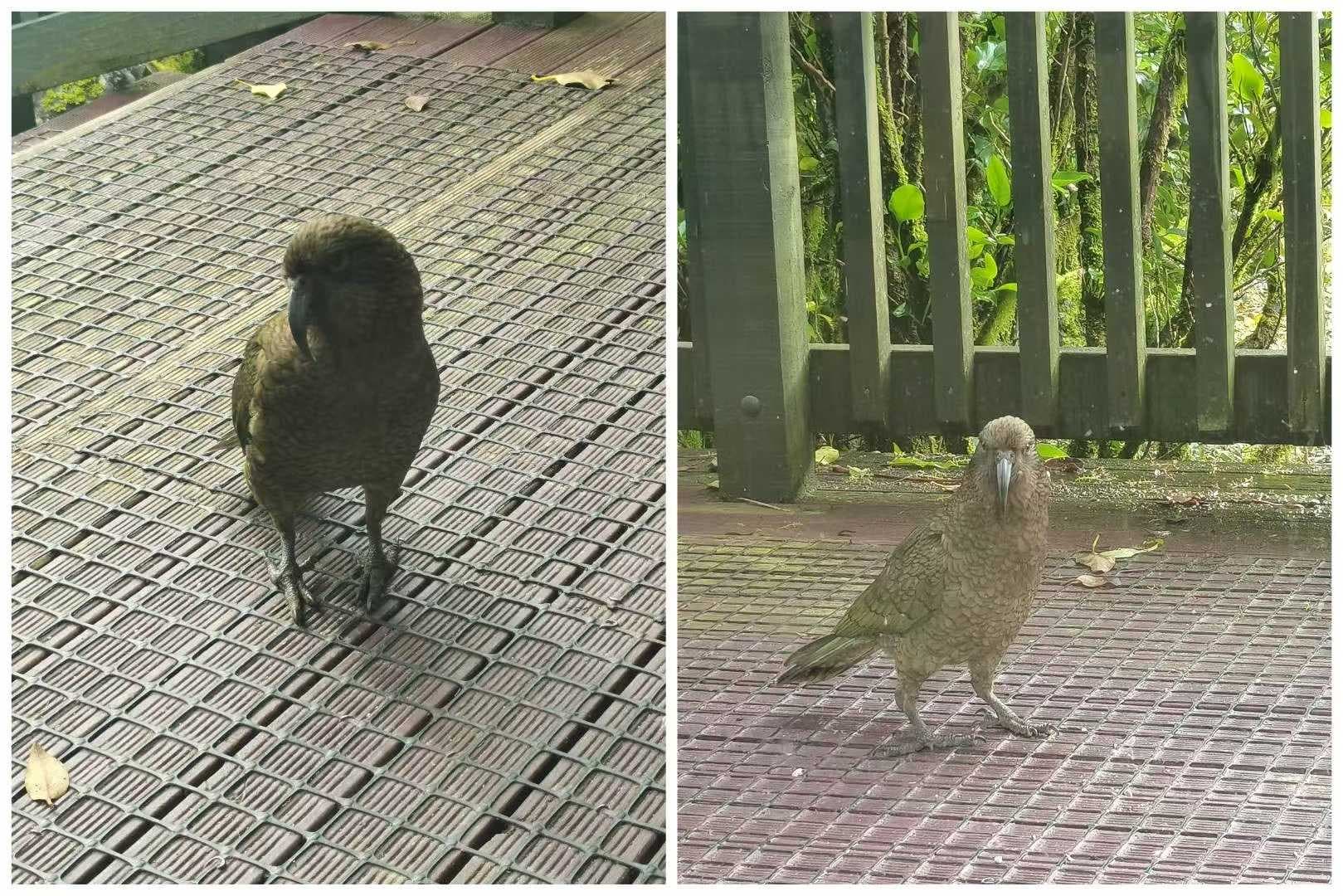 A visiting Kea
