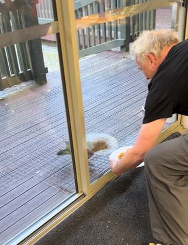 Kea attempting to steal food