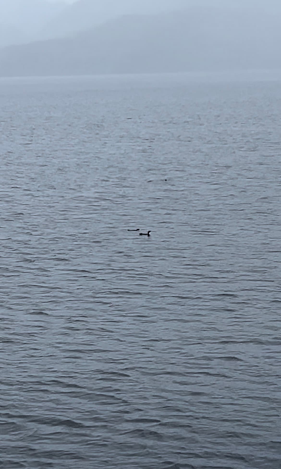 Two penguins playing in the water