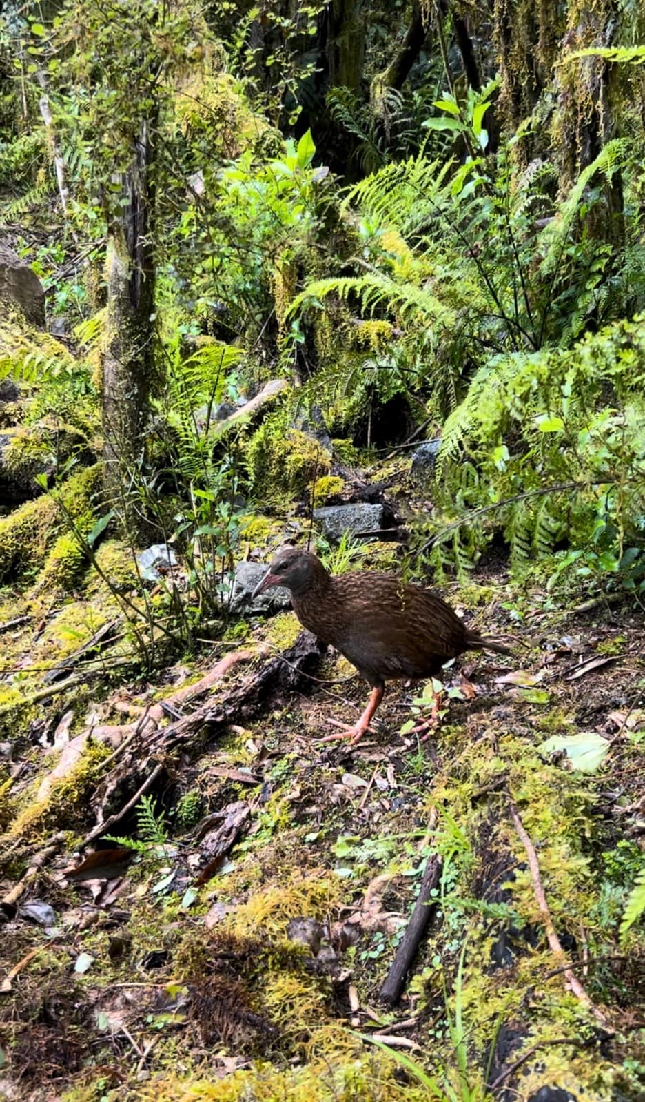 Weka nearby